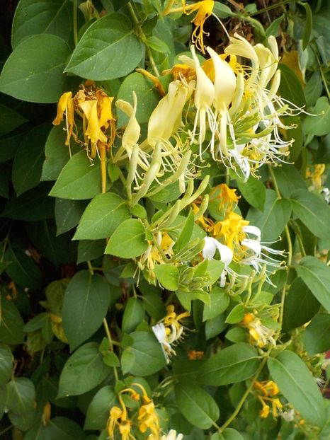  - lonicera