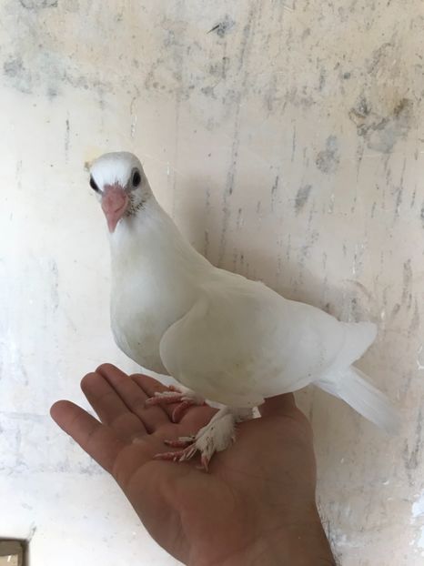 69324A01-2D05-4FE5-B2D2-688AF0D4D59A - Pui kelebek