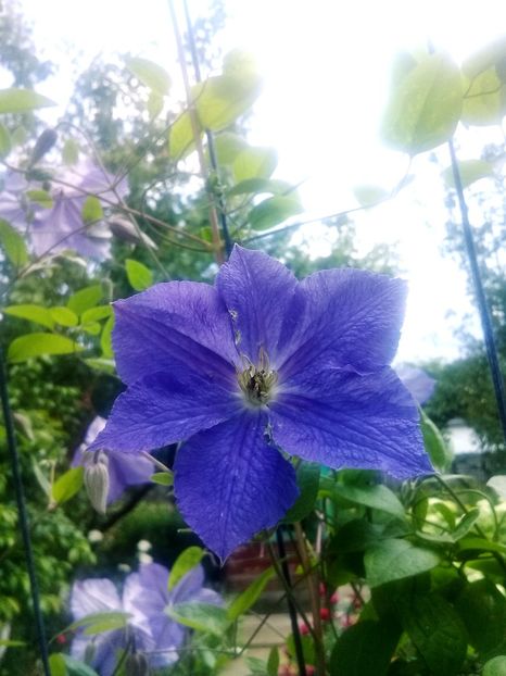  - Clematite 2015-prezent