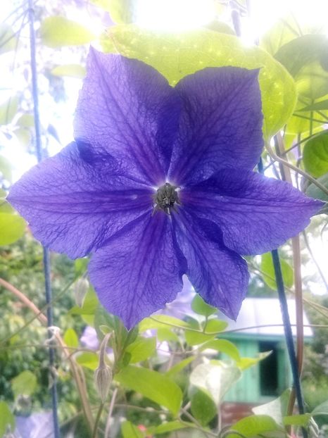  - Clematite 2015-prezent
