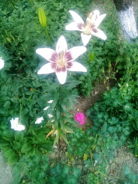  - Crini de gradina 2015- prezent