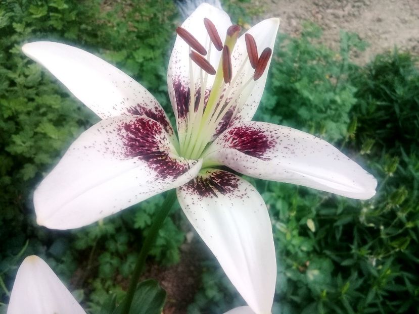  - Crini de gradina 2015- prezent