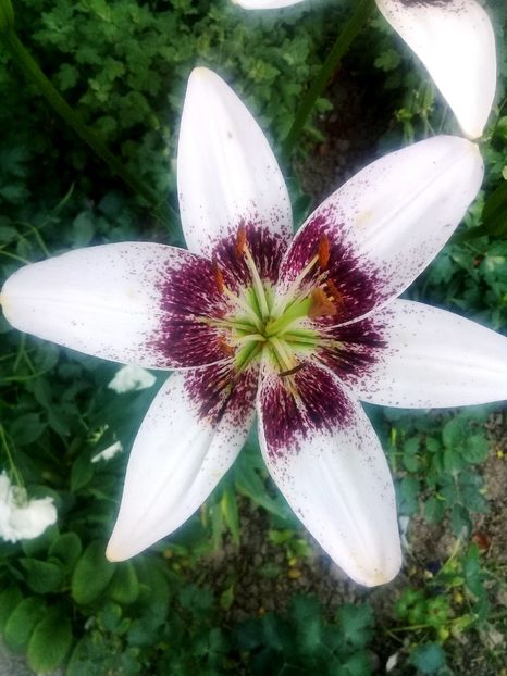  - Crini de gradina 2015- prezent