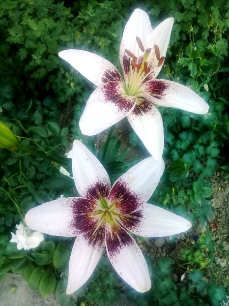  - Crini de gradina 2015- prezent