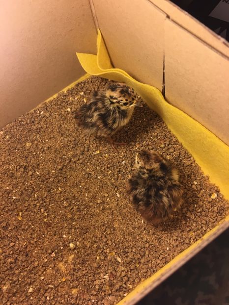  - Potărnichi Comune