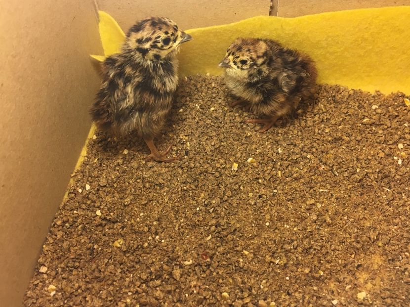  - Potărnichi Comune