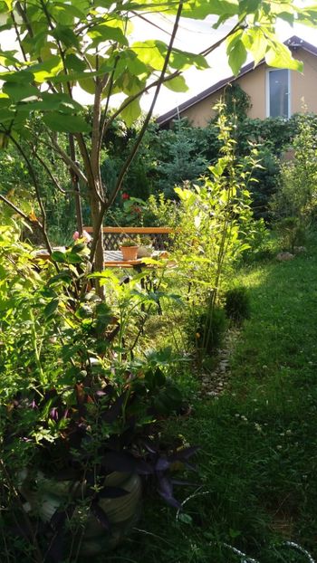 iunie 2018 158 - Arbusti din gradina