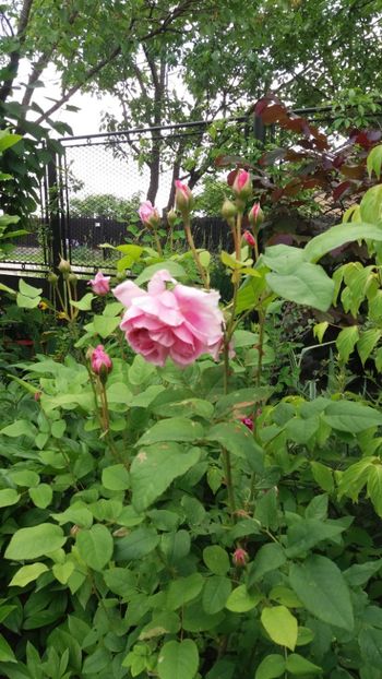 anul 2018 073 - Gradina 2018