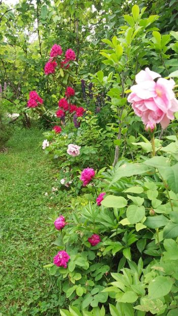 anul 2018 074 - Gradina 2018