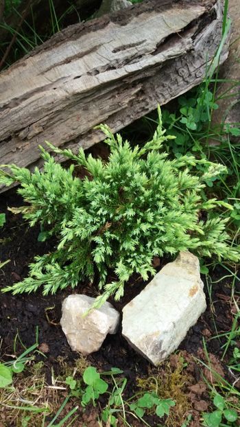 anul 2018 079 - Gradina 2018