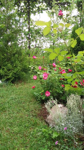 anul 2018 082 - Gradina 2018