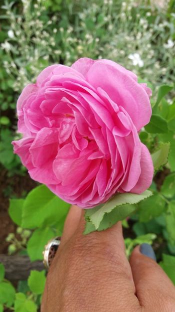 anul 2018 083 - Gradina 2018