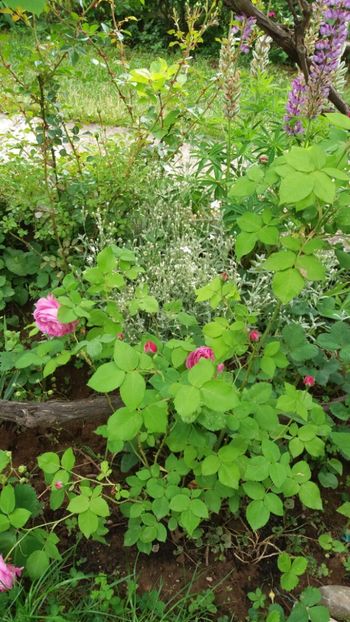 anul 2018 084 - Gradina 2018