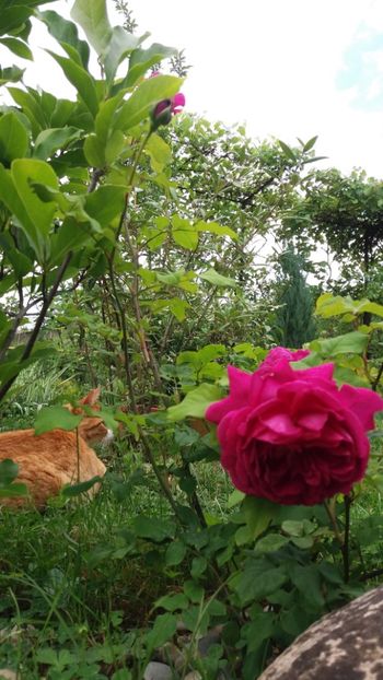 anul 2018 089 - Gradina 2018