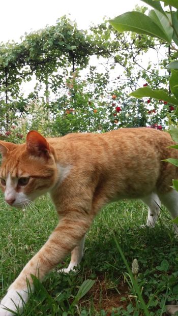 anul 2018 091 - Gradina 2018