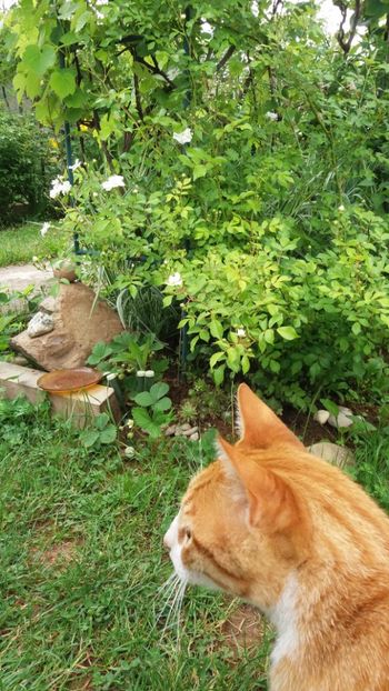 anul 2018 094 - Gradina 2018