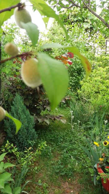 anul 2018 101 - Gradina 2018