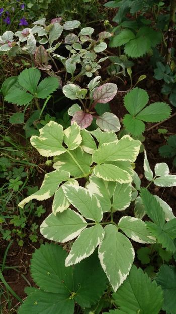 anul 2018 103 - Gradina 2018