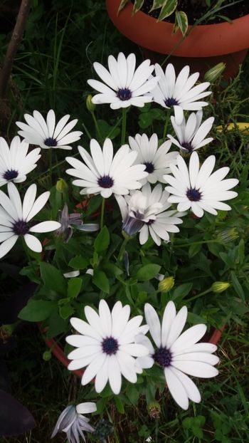 anul 2018 104 - Gradina 2018