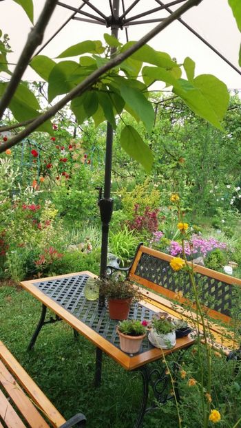 anul 2018 105 - Gradina 2018