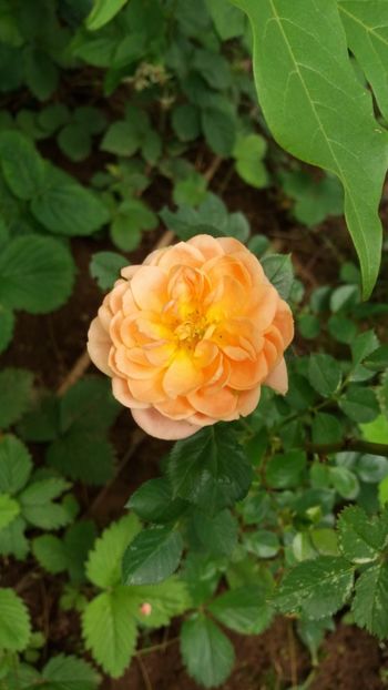 anul 2018 108 - Gradina 2018