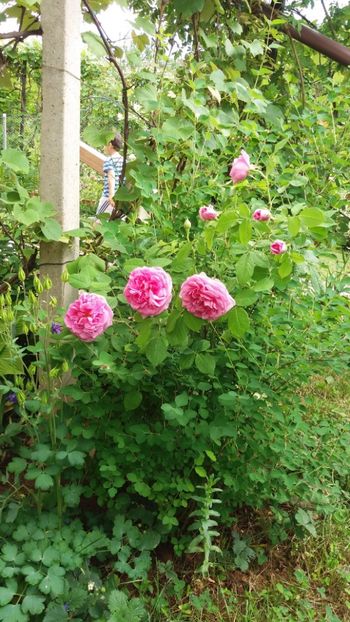 anul 2018 113 - Gradina 2018