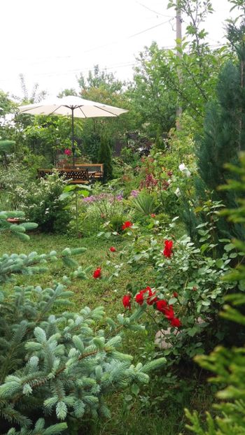 anul 2018 118 - Gradina 2018