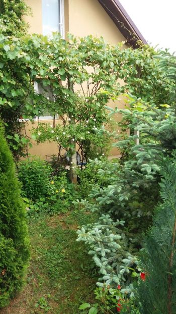 anul 2018 120 - Gradina 2018