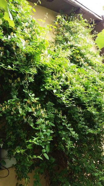 anul 2018 124 - Gradina 2018