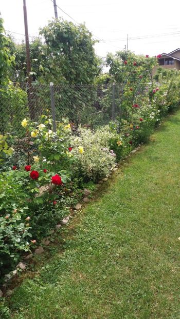 anul 2018 128 - Gradina 2018