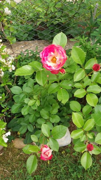 anul 2018 130 - Gradina 2018