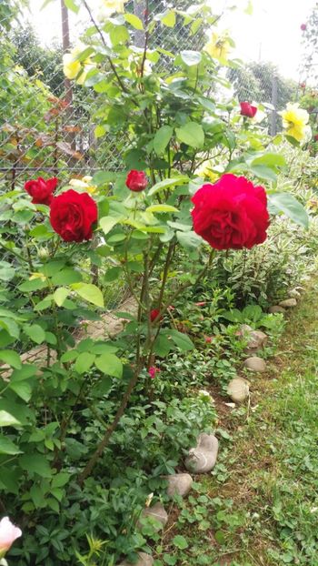 anul 2018 131 - Gradina 2018