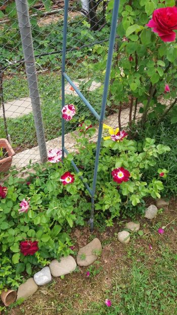 anul 2018 135 - Gradina 2018