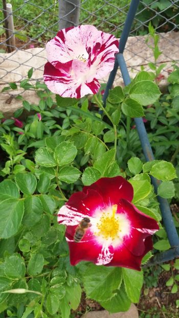 anul 2018 137 - Gradina 2018