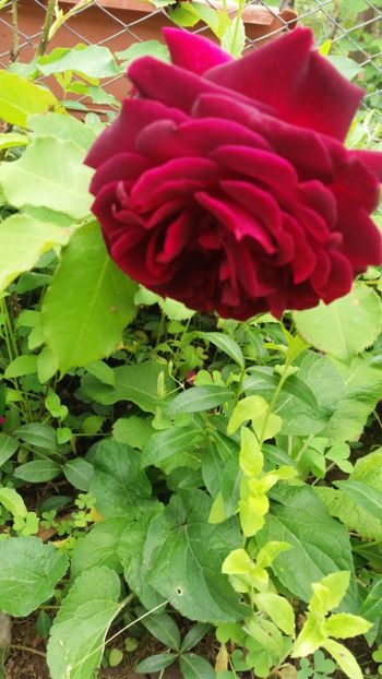 anul 2018 139 - Gradina 2018