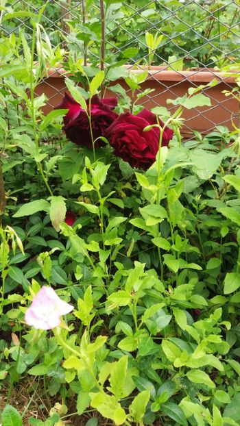 anul 2018 140 - Gradina 2018