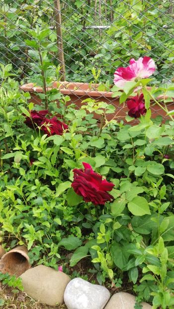 anul 2018 141 - Gradina 2018