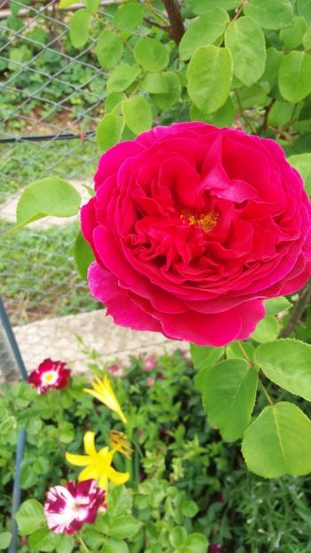 anul 2018 143 - Gradina 2018