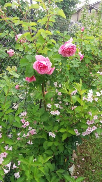 anul 2018 144 - Gradina 2018