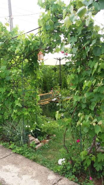 anul 2018 146 - Gradina 2018