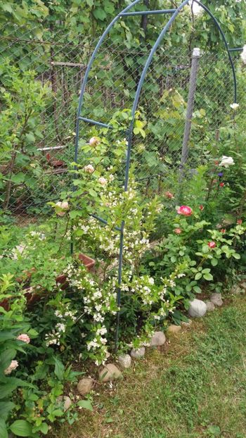 anul 2018 148 - Gradina 2018