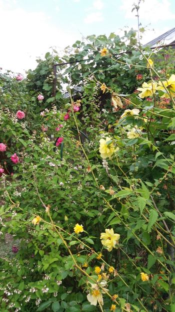 anul 2018 149 - Gradina 2018