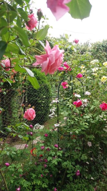 anul 2018 151 - Gradina 2018