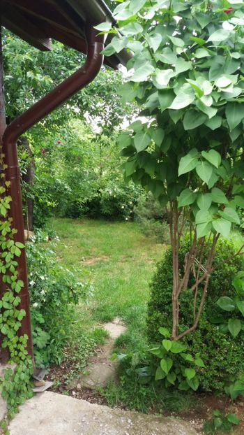 anul 2018 153 - Gradina 2018