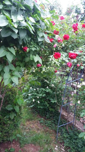 anul 2018 154 - Gradina 2018