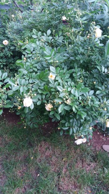 anul 2018 155 - Gradina 2018