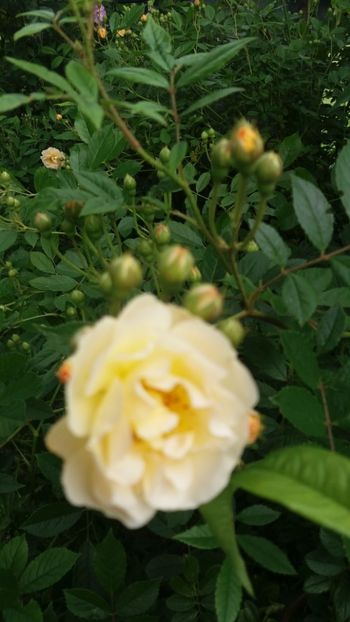 anul 2018 156 - Gradina 2018