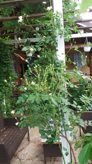 anul 2018 166 - Gradina 2018