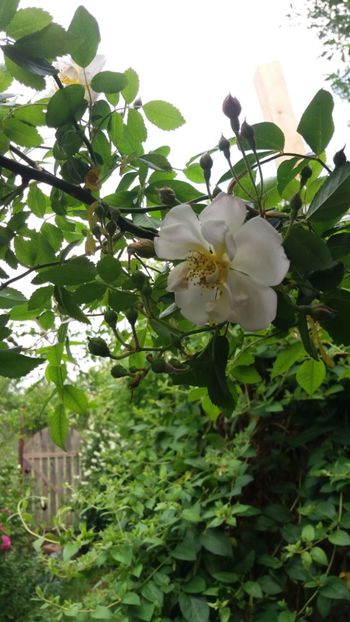 anul 2018 174 - Gradina 2018