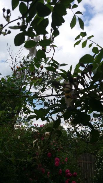 anul 2018 175 - Gradina 2018